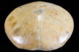 Polished Fossil Sand Dollar (Mepygurus) - Jurassic #70981-1